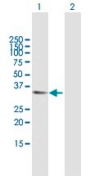 Anti-APBB2 antibody produced in mouse purified immunoglobulin, buffered aqueous solution