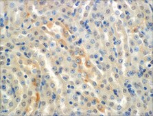Monoclonal Anti-ENaC alpha-Allophycocyanin antibody produced in mouse clone 2G4