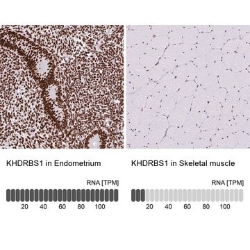 Anti-KHDRBS1 antibody produced in rabbit Prestige Antibodies&#174; Powered by Atlas Antibodies, affinity isolated antibody, buffered aqueous glycerol solution