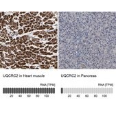 Anti-UQCRC2 antibody produced in rabbit Prestige Antibodies&#174; Powered by Atlas Antibodies, affinity isolated antibody, buffered aqueous glycerol solution