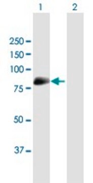 Anti-MAN1C1 antibody produced in mouse purified immunoglobulin, buffered aqueous solution