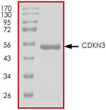 CDKN3, GST tagged human recombinant, expressed in baculovirus infected Sf9 cells, &#8805;70% (SDS-PAGE), buffered aqueous glycerol solution