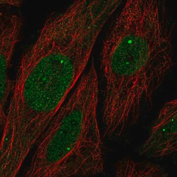 Anti-UBN1 antibody produced in rabbit Prestige Antibodies&#174; Powered by Atlas Antibodies, affinity isolated antibody