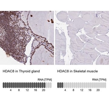 Anti-HDAC8 antibody produced in rabbit Prestige Antibodies&#174; Powered by Atlas Antibodies, affinity isolated antibody, buffered aqueous glycerol solution