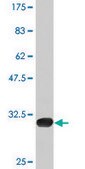 Monoclonal Anti-P2RY1, (N-terminal) antibody produced in mouse clone 4C2, purified immunoglobulin, buffered aqueous solution