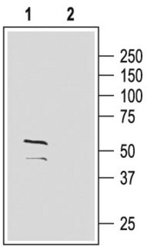 Anti-GABAA Receptor (&#947;2 subunit) (extracellular) antibody produced in rabbit affinity isolated antibody, lyophilized powder