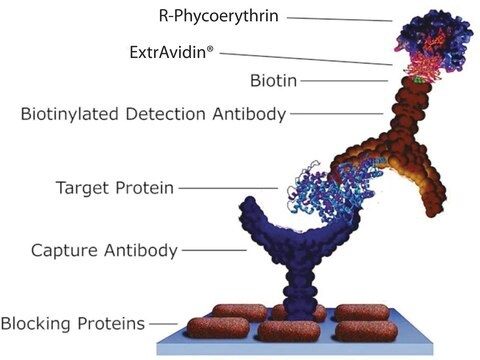 ExtrAvidin&#174;&#8722;R-Phycoerythrin buffered aqueous solution