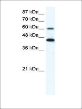 Anti-ANXA6 (AB2) antibody produced in rabbit IgG fraction of antiserum