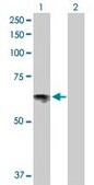 Anti-SLC6A4 antibody produced in rabbit purified immunoglobulin, buffered aqueous solution