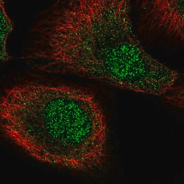 Anti-MCTP2 antibody produced in rabbit Prestige Antibodies&#174; Powered by Atlas Antibodies, affinity isolated antibody