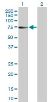 Anti-ZNF503 antibody produced in rabbit purified immunoglobulin, buffered aqueous solution