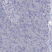Anti-SLC1A3 antibody produced in rabbit Prestige Antibodies&#174; Powered by Atlas Antibodies, affinity isolated antibody, buffered aqueous glycerol solution