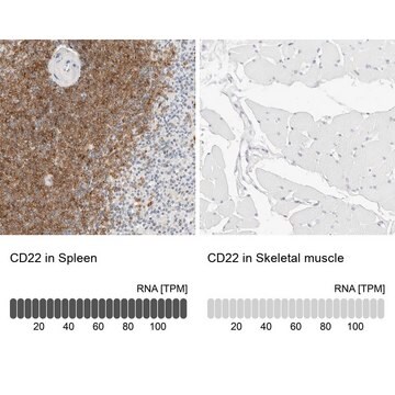 Anti-CD22 antibody produced in rabbit Prestige Antibodies&#174; Powered by Atlas Antibodies, affinity isolated antibody, buffered aqueous glycerol solution