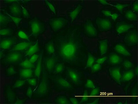 Monoclonal Anti-AK1 antibody produced in mouse clone M1, purified immunoglobulin, buffered aqueous solution