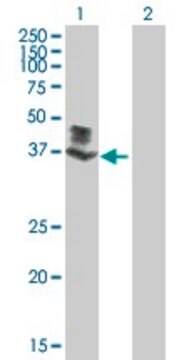 Anti-FLJ23356 antibody produced in mouse purified immunoglobulin, buffered aqueous solution