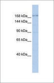Anti-TJP1 antibody produced in rabbit affinity isolated antibody