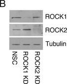 Anti-&#945;-Tubulin antibody, Mouse monoclonal clone DM1A, purified from hybridoma cell culture