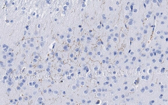 Anti-Dopamine Transporter Antibody, clone 1D2 ZooMAb&#174; Rabbit Monoclonal recombinant, expressed in HEK 293 cells