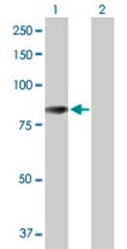 Anti-ACSL5 antibody produced in rabbit purified immunoglobulin, buffered aqueous solution
