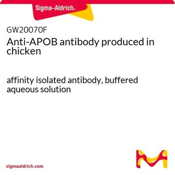 Anti-APOB antibody produced in chicken affinity isolated antibody, buffered aqueous solution