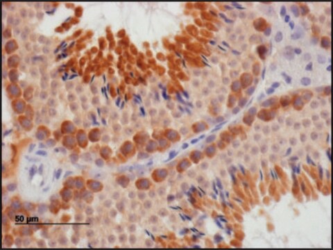 Anti-DAZL antibody produced in goat affinity isolated antibody, buffered aqueous solution