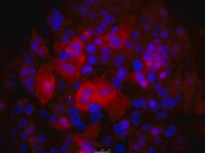 Fetal Bovine Serum US Origin, HL-1 Cell Screened FBS, sterile-filtered, suitable for cell culture