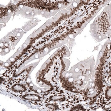 Monoclonal Anti-HIST1H2AG antibody produced in mouse Prestige Antibodies&#174; Powered by Atlas Antibodies, clone CL5041, purified immunoglobulin, buffered aqueous glycerol solution