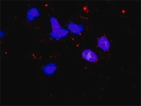 Anti-CAB39 antibody produced in mouse purified immunoglobulin, buffered aqueous solution