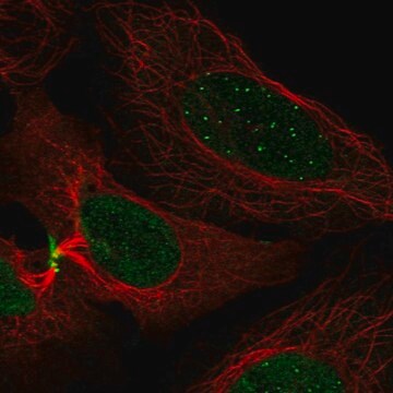 Anti-CENPC antibody produced in rabbit Prestige Antibodies&#174; Powered by Atlas Antibodies, affinity isolated antibody