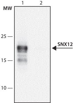 Anti-SNX12 (148-161) antibody produced in rabbit IgG fraction of antiserum