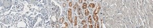 Anti-PDE2A from rabbit, purified by affinity chromatography
