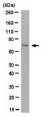 Anti- HSPA8/Hsc70 Antibody, clone N69 clone N69, from mouse