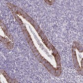 Anti-TRH antibody produced in rabbit Prestige Antibodies&#174; Powered by Atlas Antibodies, affinity isolated antibody, buffered aqueous glycerol solution