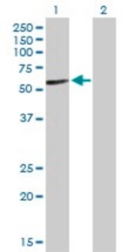 Anti-IGHA2 antibody produced in rabbit purified immunoglobulin, buffered aqueous solution