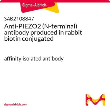 Anti-PIEZO2 (N-terminal) antibody produced in rabbit biotin conjugated affinity isolated antibody