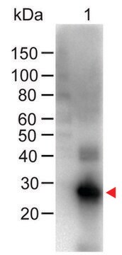 Anti-Human IgG (Fc specific), F(ab&#8242;)2 fragment, highly cross adsorbed-Biotin antibody produced in goat affinity isolated antibody, lyophilized powder