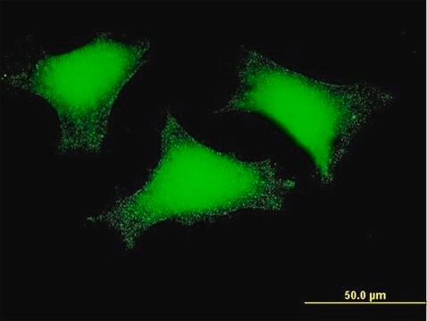 Monoclonal Anti-FLJ23577 antibody produced in mouse clone 4B10, purified immunoglobulin, buffered aqueous solution