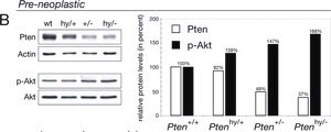 Monoclonal Anti-&#946;-Actin antibody produced in mouse clone AC-74, ascites fluid