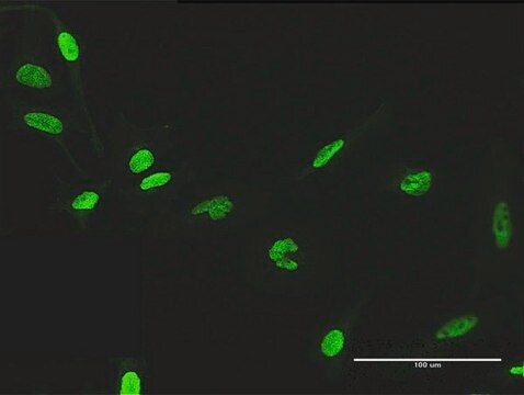 Anti-ZNF530 antibody produced in mouse purified immunoglobulin, buffered aqueous solution