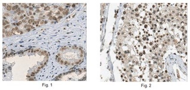 Anti-ASF-1 (SF2) Antibody, clone AK96 clone AK96, from mouse