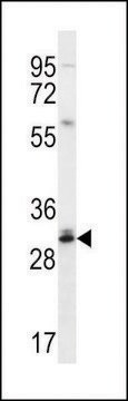 ANTI-DULLARD (CENTER) antibody produced in rabbit affinity isolated antibody, buffered aqueous solution