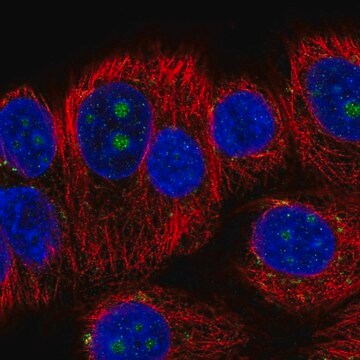 Anti-BMP7 antibody produced in rabbit Prestige Antibodies&#174; Powered by Atlas Antibodies, affinity isolated antibody