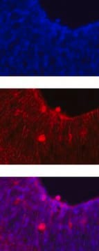 Anti-Notch 1 Antibody, clone mN1A clone mN1A, Chemicon&#174;, from mouse