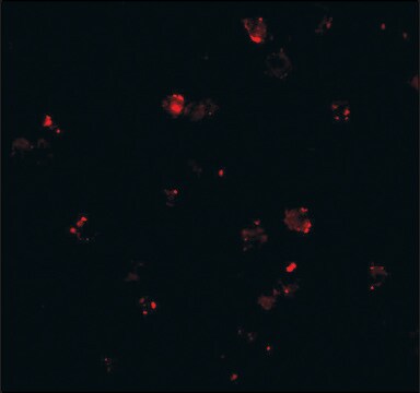 Anti-PEN2 (ab1) antibody produced in rabbit IgG fraction of antiserum, buffered aqueous solution