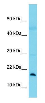 Anti-BLOC1S1 (N-terminal) antibody produced in rabbit affinity isolated antibody