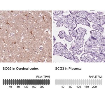 Anti-SCG3 antibody produced in rabbit Prestige Antibodies&#174; Powered by Atlas Antibodies, affinity isolated antibody, buffered aqueous glycerol solution