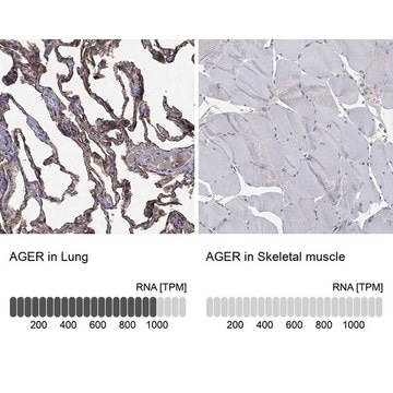 Anti-AGER antibody produced in rabbit Prestige Antibodies&#174; Powered by Atlas Antibodies, affinity isolated antibody, buffered aqueous glycerol solution