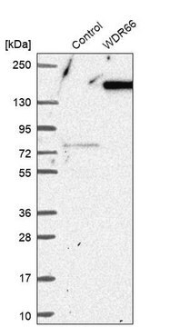 Anti-WDR66 antibody produced in rabbit Prestige Antibodies&#174; Powered by Atlas Antibodies, affinity isolated antibody, buffered aqueous glycerol solution