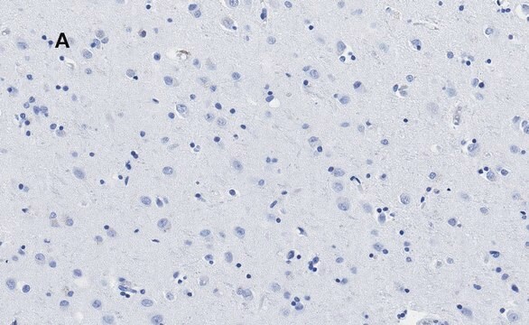 Anti-APP Antibody, clone 5D16, ZooMAb&#174; Rabbit Monoclonal recombinant, expressed in HEK 293 cells