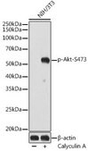 Anti-Phospho-Akt-S473 antibody produced in rabbit